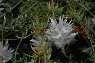 APII jpeg image of Ptilotus fasciculatus  © contact APII