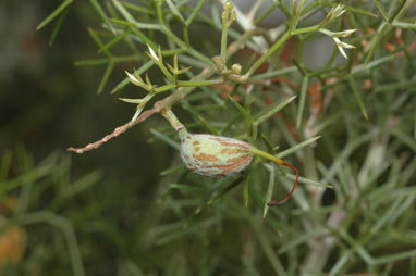 APII jpeg image of Grevillea treueriana  © contact APII