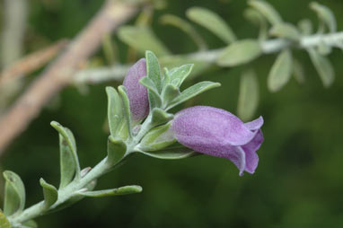 APII jpeg image of Eremophila resinosa  © contact APII