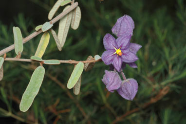 APII jpeg image of Keraudrenia integrifolia  © contact APII