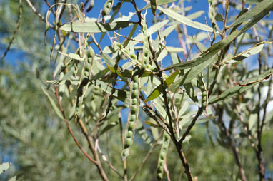 APII jpeg image of Acacia caesiella  © contact APII