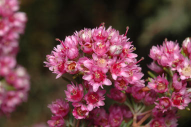 APII jpeg image of Verticordia plumosa var. plumosa  © contact APII