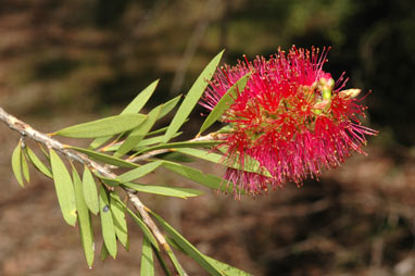 APII jpeg image of Callistemon 'Benjamin'  © contact APII