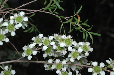 APII jpeg image of Leptospermum incanum  © contact APII