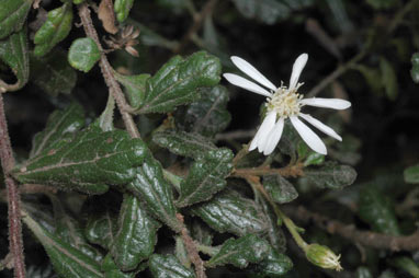 APII jpeg image of Olearia quercifolia  © contact APII