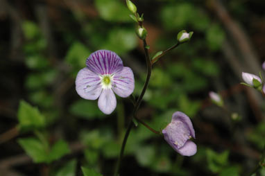 APII jpeg image of Veronica brownii  © contact APII