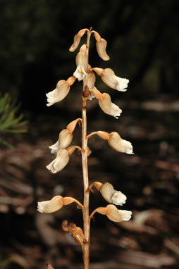 APII jpeg image of Gastrodia sesamoides  © contact APII