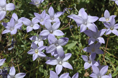 APII jpeg image of Wahlenbergia glabra  © contact APII