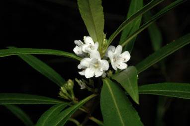 APII jpeg image of Myoporum betcheanum  © contact APII