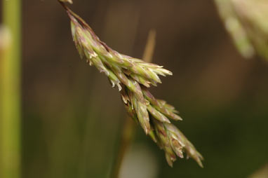 APII jpeg image of Poa helmsii  © contact APII