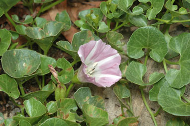 APII jpeg image of Calystegia soldanella  © contact APII