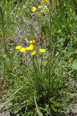 APII jpeg image of Crepis capillaris  © contact APII