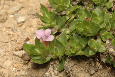 APII jpeg image of Gratiola peruviana  © contact APII