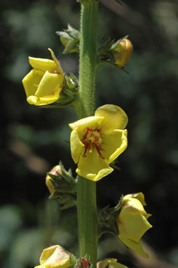 APII jpeg image of Verbascum virgatum  © contact APII