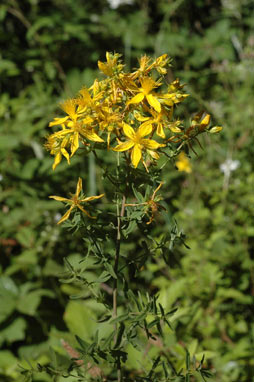 APII jpeg image of Hypericum perforatum subsp. veronense  © contact APII