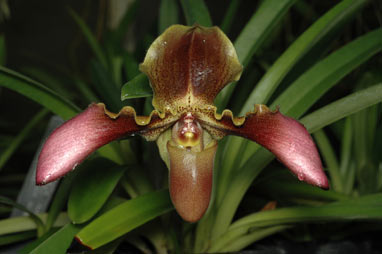 APII jpeg image of Paphiopedilum hirsutissimum var. esquirolei  © contact APII