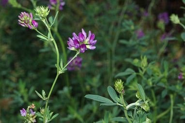 APII jpeg image of Medicago sativa  © contact APII