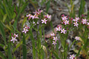 APII jpeg image of Centaurium erythraea  © contact APII