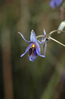 APII jpeg image of Dianella revoluta var. revoluta  © contact APII