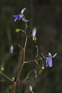 APII jpeg image of Dianella revoluta var. revoluta  © contact APII