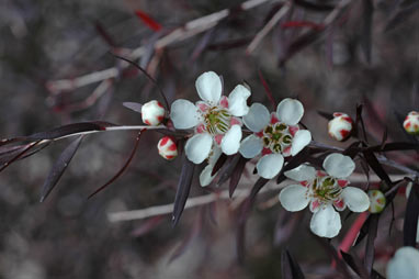 APII jpeg image of Leptospermum madidum  © contact APII