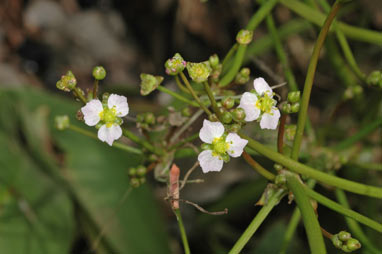 APII jpeg image of Alisma lanceolatum  © contact APII