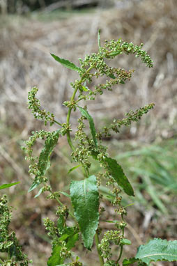 APII jpeg image of Rumex obtusifolius subsp. obtusifolius  © contact APII