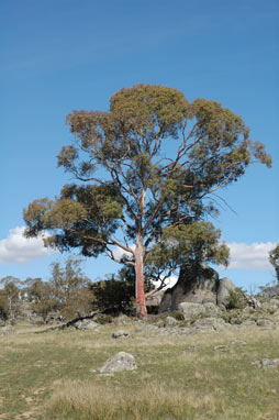 APII jpeg image of Eucalyptus rubida  © contact APII