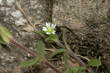 APII jpeg image of Cerastium vulgare  © contact APII