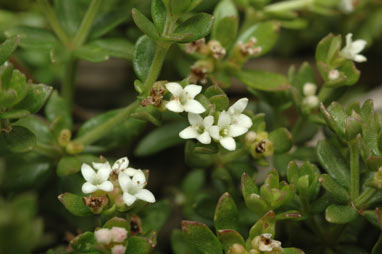 APII jpeg image of Asperula gunnii  © contact APII