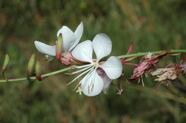 APII jpeg image of Oenothera lindheimeri  © contact APII