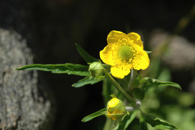 APII jpeg image of Geum urbanum var. strictum  © contact APII