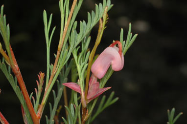 APII jpeg image of Grevillea involucrata  © contact APII