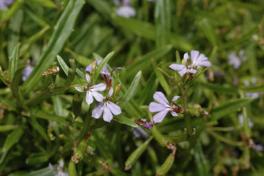 APII jpeg image of Lobelia anceps  © contact APII