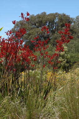 APII jpeg image of Anigozanthos 'Bush Dawn'  © contact APII