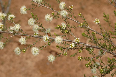 APII jpeg image of Kunzea parvifolia  © contact APII