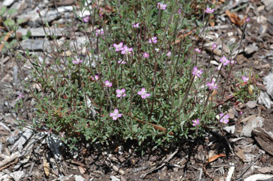 APII jpeg image of Epilobium sarmentaceum  © contact APII