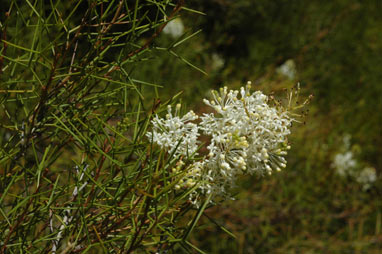 APII jpeg image of Grevillea paniculata  © contact APII