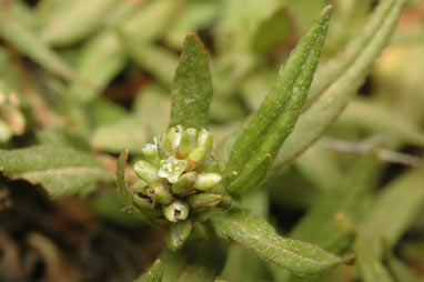 APII jpeg image of Persicaria prostrata  © contact APII