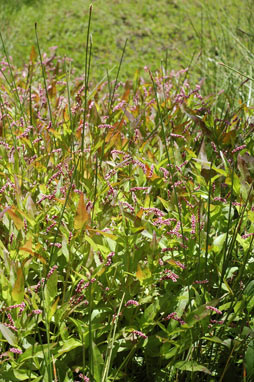 APII jpeg image of Persicaria decipiens  © contact APII