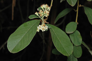 APII jpeg image of Cotoneaster glaucophyllus  © contact APII