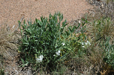 APII jpeg image of Lathyrus latifolius  © contact APII