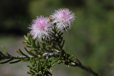 APII jpeg image of Melaleuca pentagona var. raggedensis  © contact APII