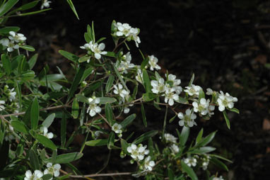 APII jpeg image of Leptospermum luehmannii  © contact APII