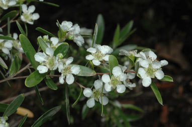 APII jpeg image of Leptospermum luehmannii  © contact APII