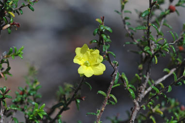 APII jpeg image of Hibbertia rupicola  © contact APII