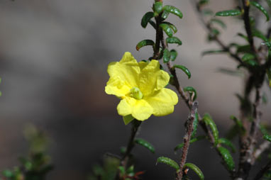 APII jpeg image of Hibbertia rupicola  © contact APII