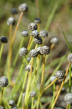 APII jpeg image of Eriocaulon scariosum  © contact APII