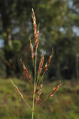 APII jpeg image of Sorghum leiocladum  © contact APII