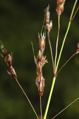 APII jpeg image of Sorghum leiocladum  © contact APII